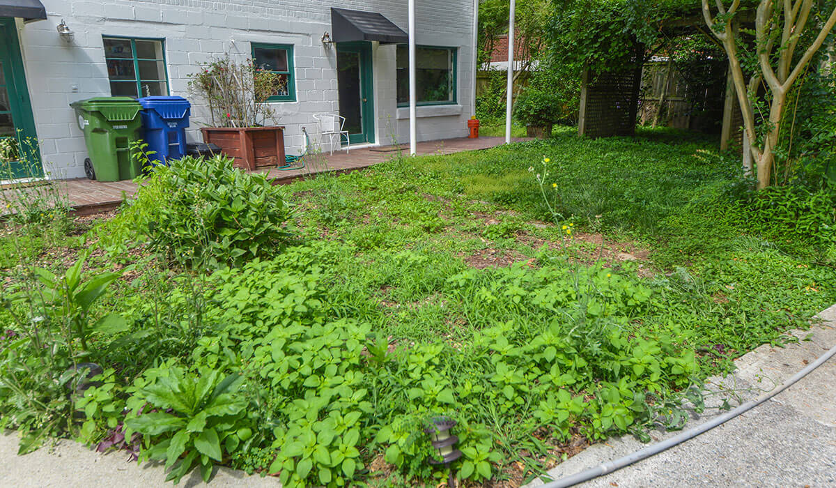 Outdoor makeover: Front yard with green soft scape 