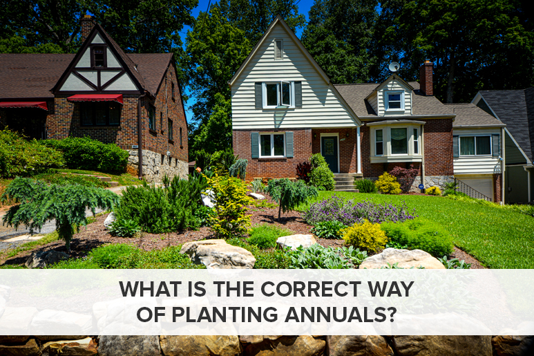 Outdoor Makeover: What is the Correct Way of Planting Annuals
