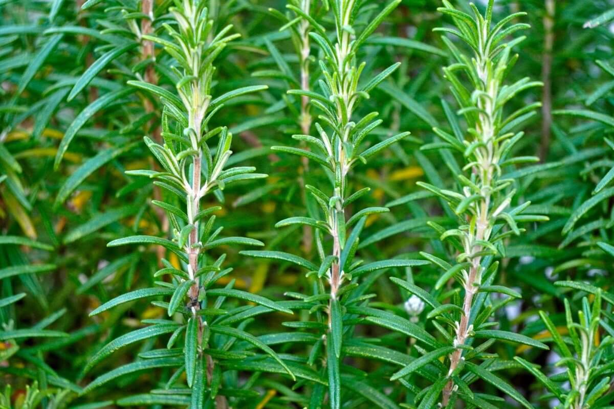 close up of rosemary plants