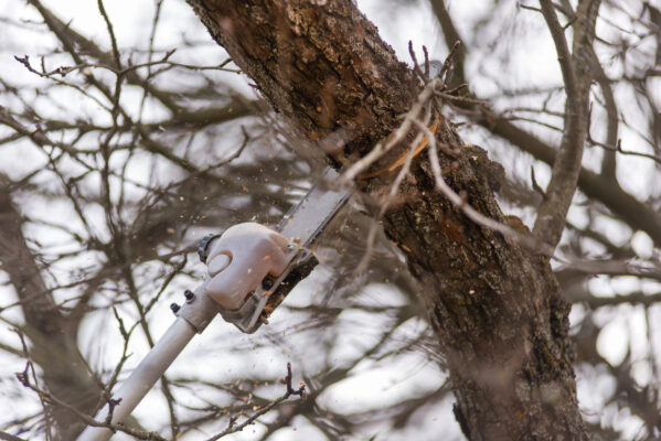 Depositphotos 192123820 XL - The Safe Choice: Expert Tips for Tree Removal and Maintenance - The Safe Choice: Expert Tips for Tree Removal and Maintenance
