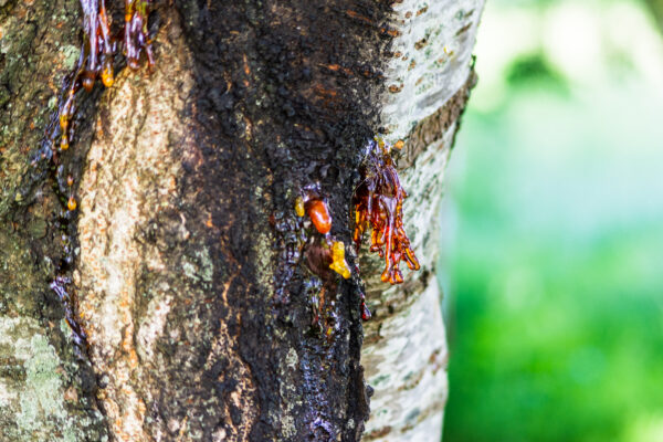 Depositphotos 411500810 XL - The Safe Choice: Expert Tips for Tree Removal and Maintenance - The Safe Choice: Expert Tips for Tree Removal and Maintenance