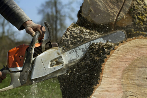 Depositphotos 45685813 L - The Safe Choice: Expert Tips for Tree Removal and Maintenance - The Safe Choice: Expert Tips for Tree Removal and Maintenance