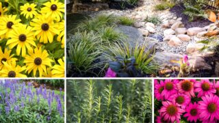 A collage combines yellow and pink flowers, purple flower spikes, green foliage and a planted rock garden.
