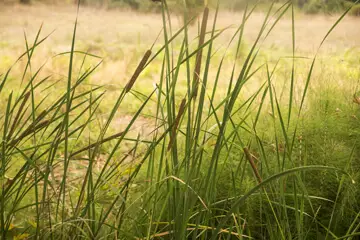 Drought-Tolerant Grasses