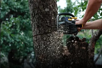 Tree Removal