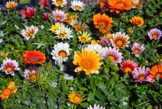 Colorful flowers in vibrant bloom.