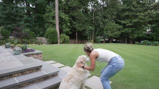 A person bends toward a large light-colored dog beside garden steps and an open green lawn bordered by trees.